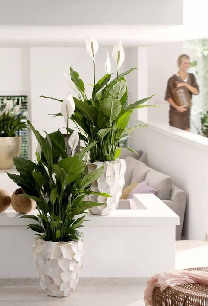 Vėzdūnė (Spathiphyllum)